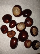 Lots of conkers